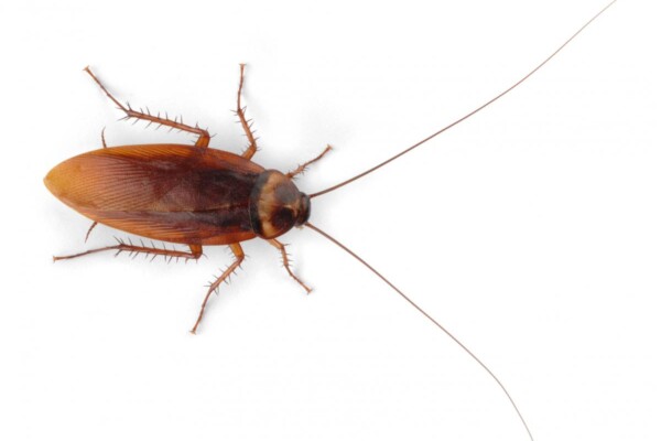American cockroach