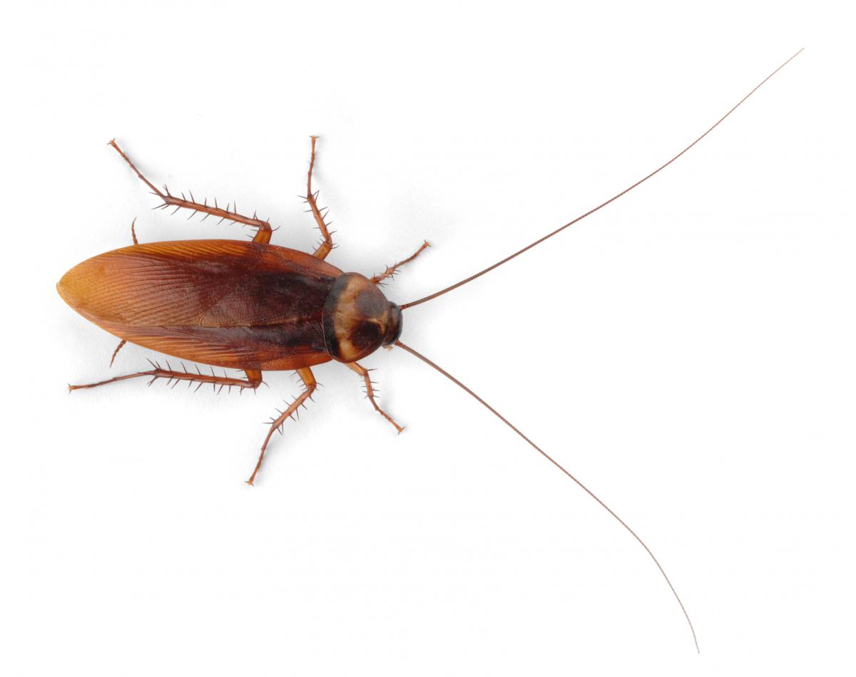 American cockroach