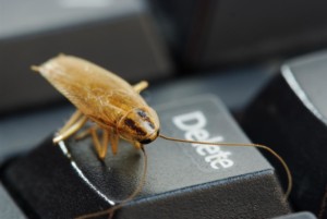 Roach on keyboard