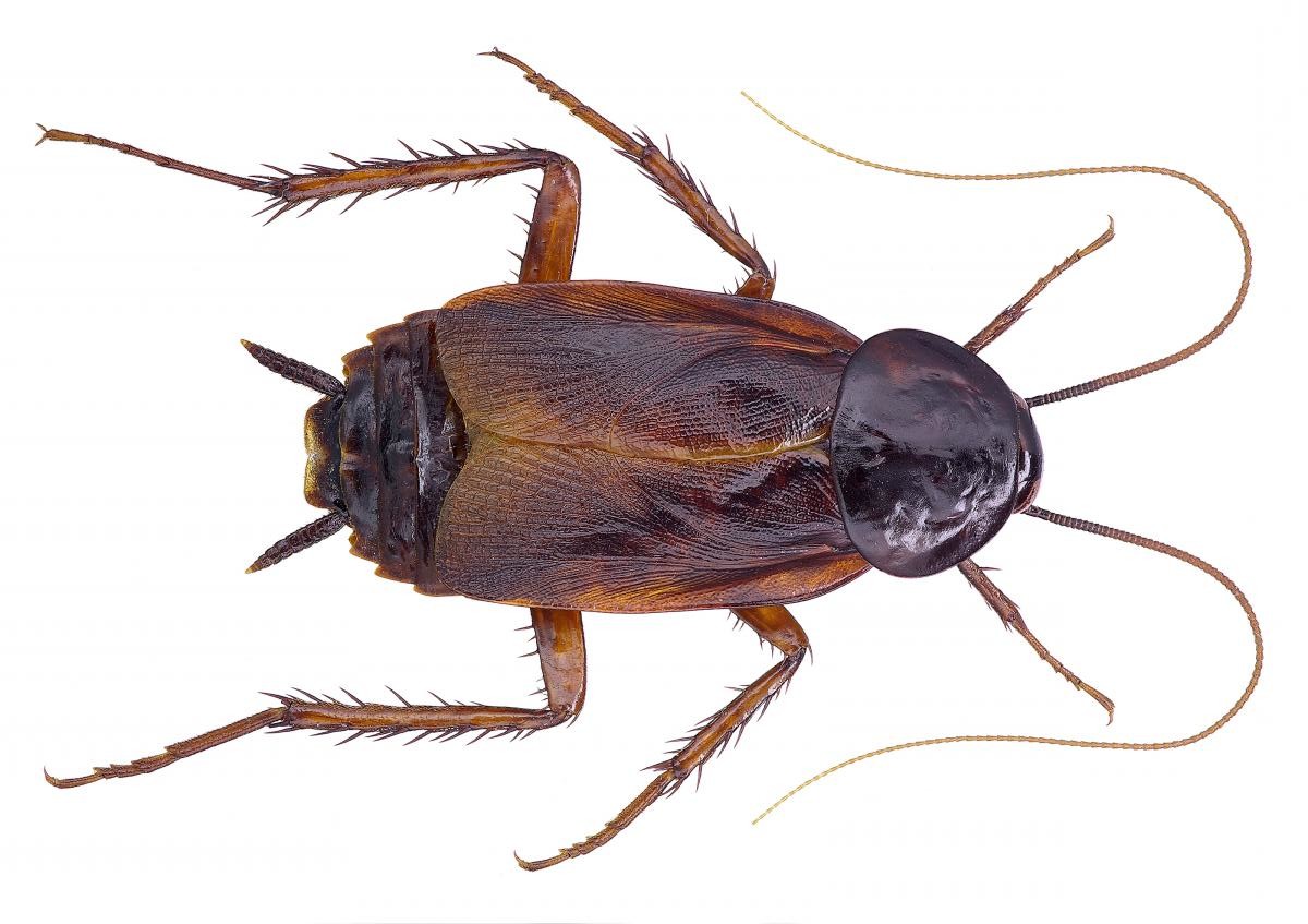 Original Cockroach Cockroaches | Smithereen