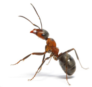 ant-pest-control-300x285.jpg