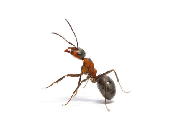 Termite Control in Indianapolis