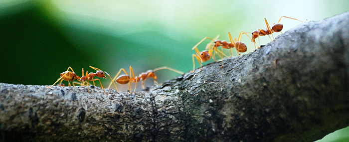 ants on a log