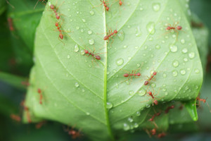 Ants on leaf