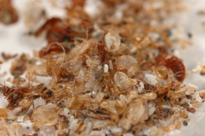 bed bug carcasses