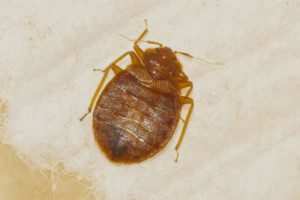 Bed Bug Exterminator LA King