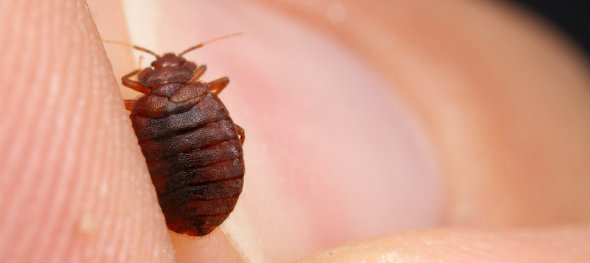 Bed Bug Removal Specialists