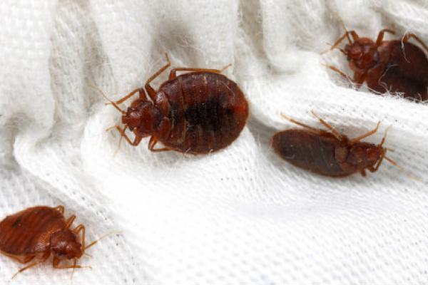 bed bug treatment