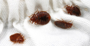 Bed Bug Treatment Checklist