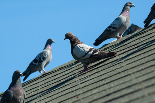 bird abatement and removal