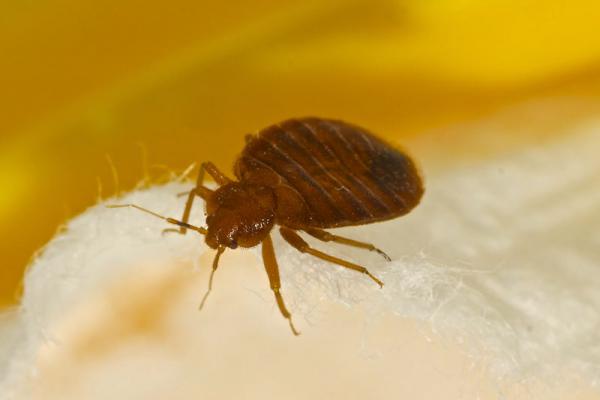 bed bug walking