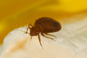 Common Bed Bug Myths - Smithereen Pest Management
