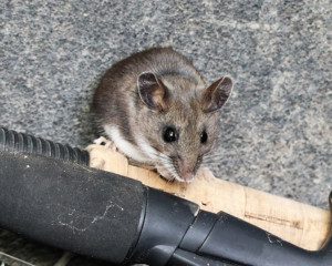 Deer mouse