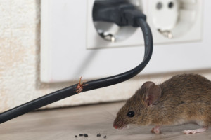 Common house mouse