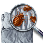 Bed bugs