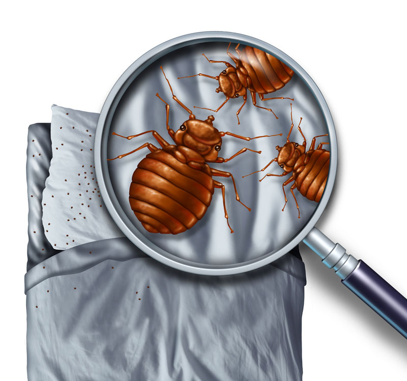 Residential pest control in Carmel