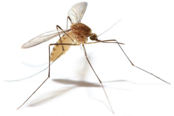 mosquito
