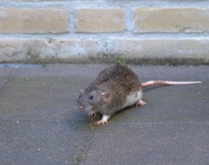 Norway rat
