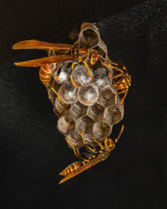 Paper wasps