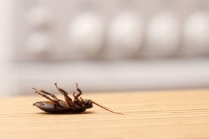 Common Pest and Insect Warning Signs