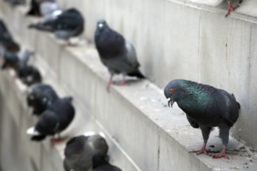 Bird Abatement and Control