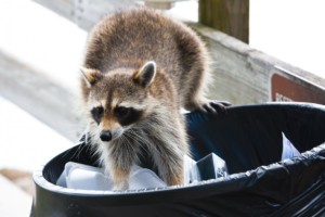 Raccoon digging through trash