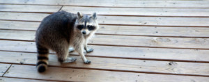 Racoon and Pest Removal 