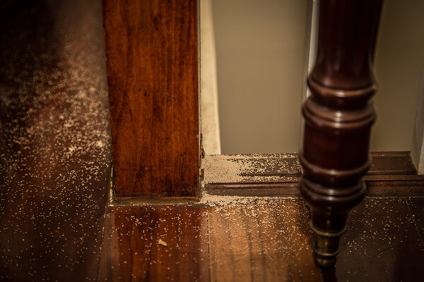 signs of termite damage