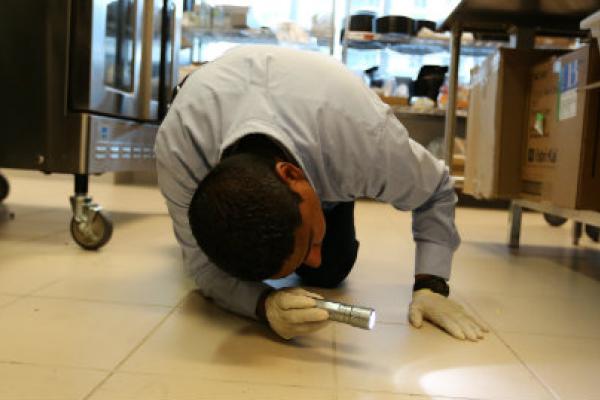 Pest Control Services in Indianapolis