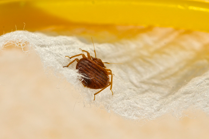 Pest Services in Carmel