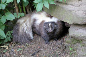 Skunk under rock