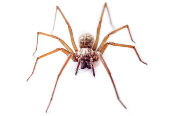 spider elimination