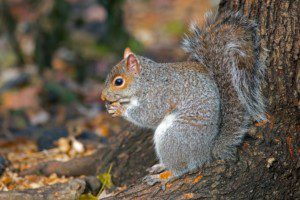 Squirrel by tree