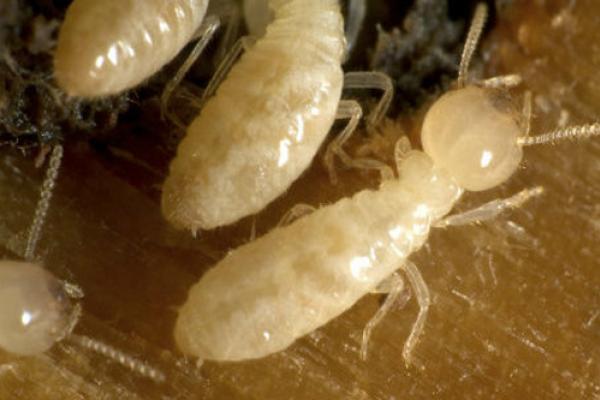 Termite Extermination Company in Indianapolis