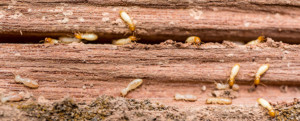 termite infestation