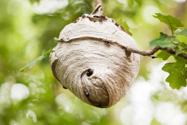 wasp nest