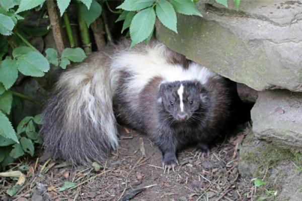 slunk and wildlife control