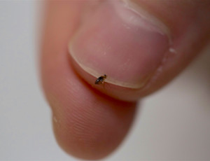 Small flea on fingernail