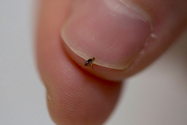 Small flea on fingernail