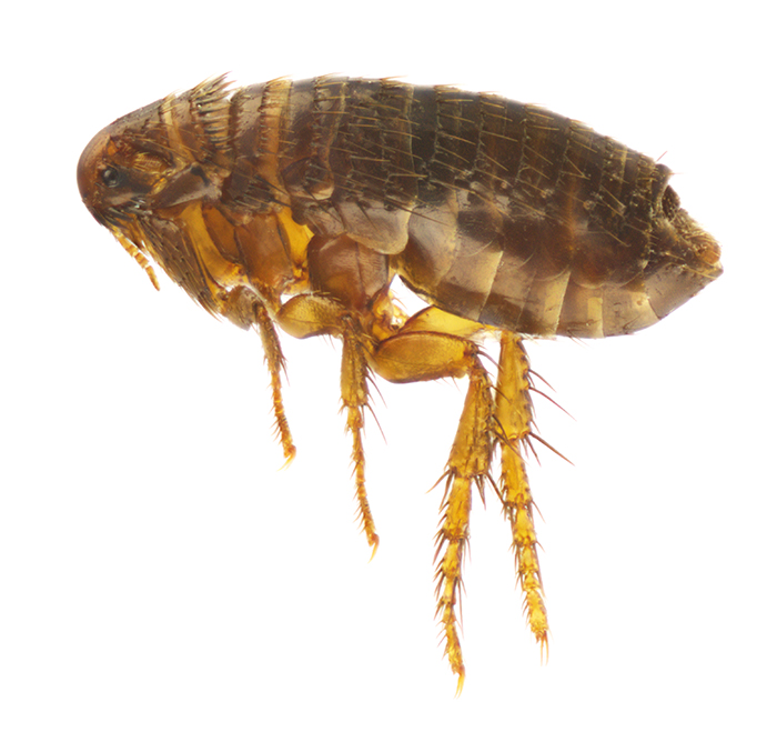 Closeup image of a flea