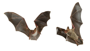Bats