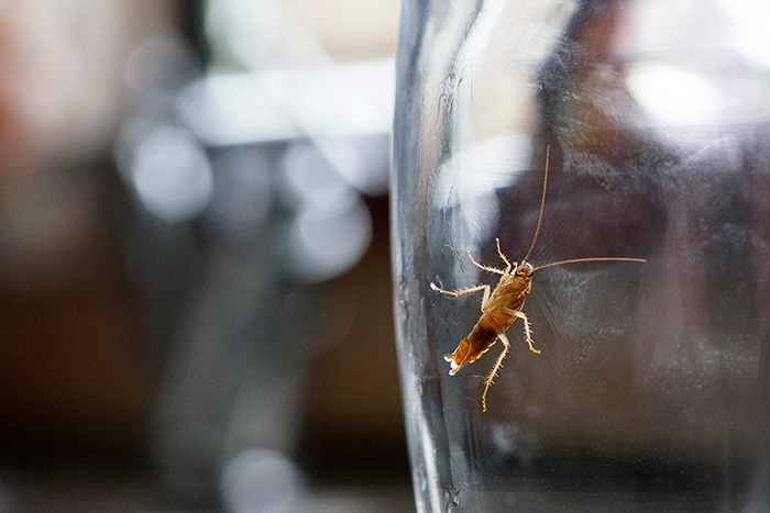 Cockroach control in kitchen