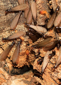 Group of flying termites