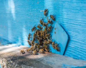 Bees in a structure