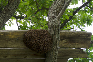 Swarm of bees on a fence