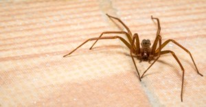 Close up of a Brown Recluse spider