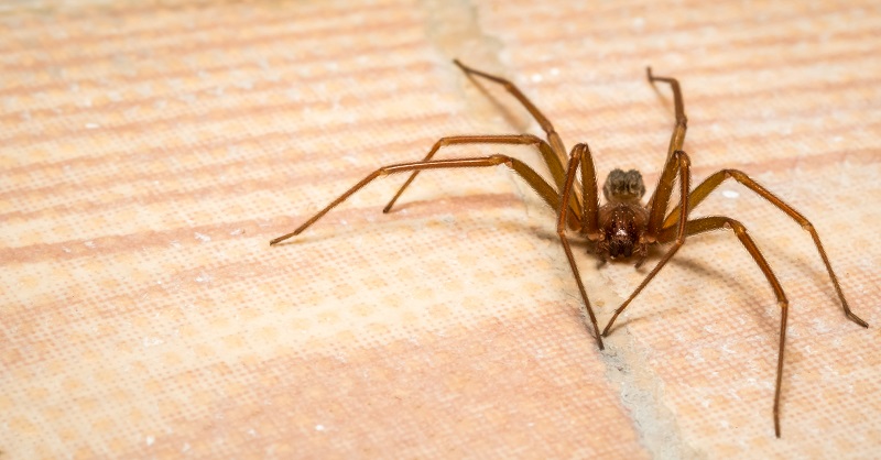 Pest Control in Kansas City