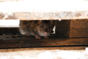 Norway rat hiding under floorbloard