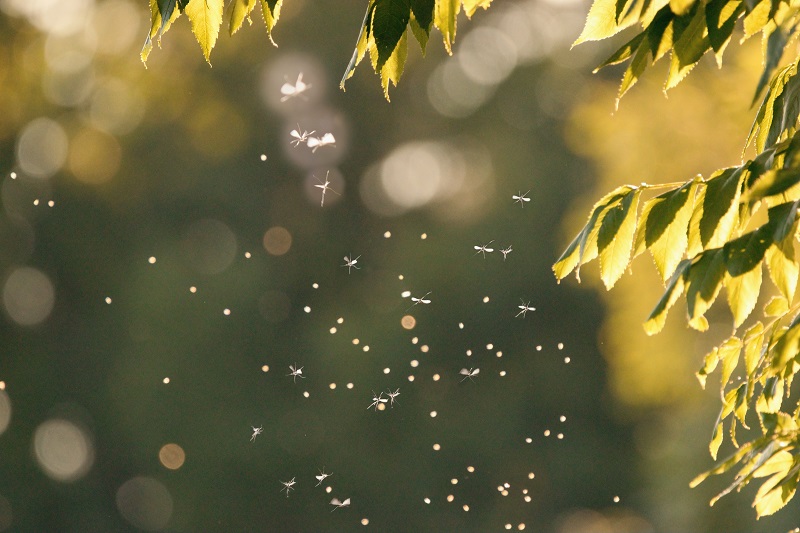 Swarm of mosquitos outside