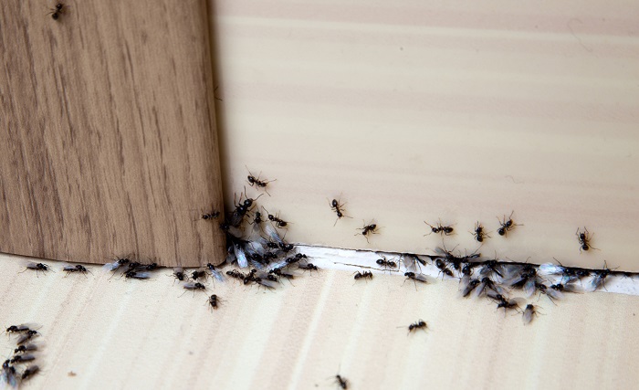 Ants in the house on the baseboards and wall